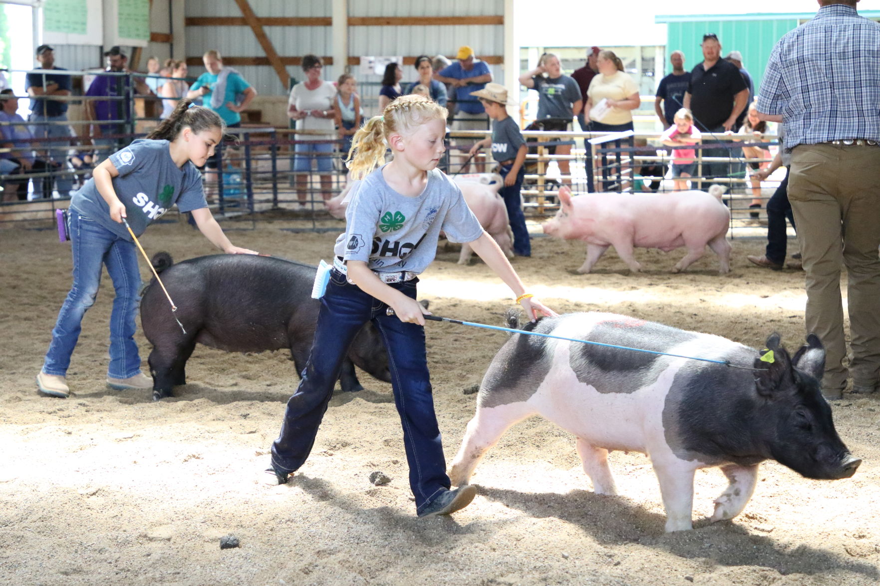 Pig Show (9).JPG